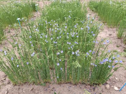 Click for 1 image(s) for this accession.